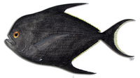 Palometa