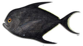 Palometa Palometa